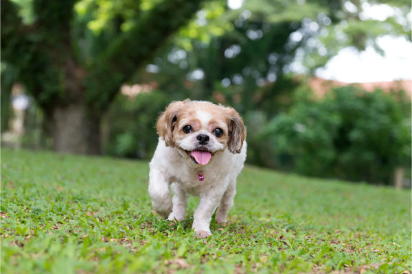 maltese shih tzu