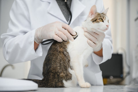 Mann, Tierarzt, hört Katze während Termin in Tierklinik mit Stethoskop zu