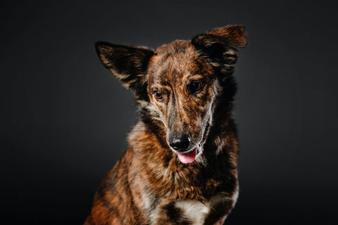 Mixed breed dog on a black background in the studio