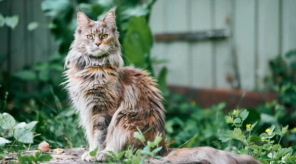 mixed maine coon