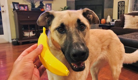 Hund spricht über das Bananentelefon mit dem Hund auf der anderen Straßenseite und fragt, ob er weitermachen möchte