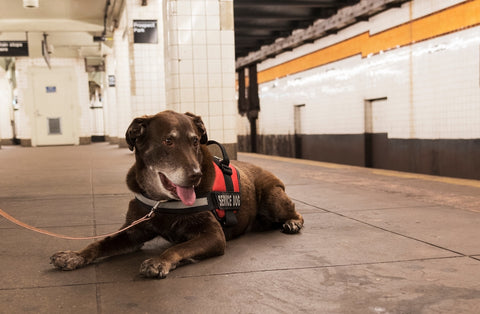 Obedient service dog using public transportation