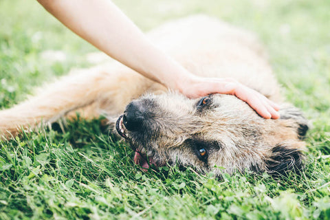 Keuchender Hund ruht auf dem Feld.