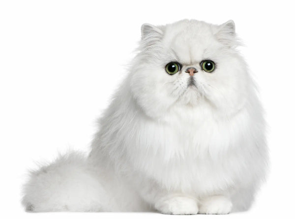 persian white cat