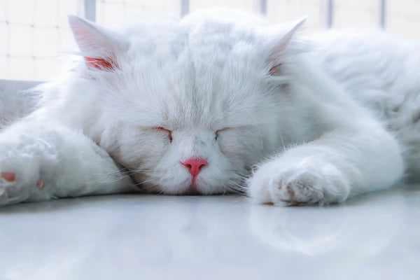 persian white cat