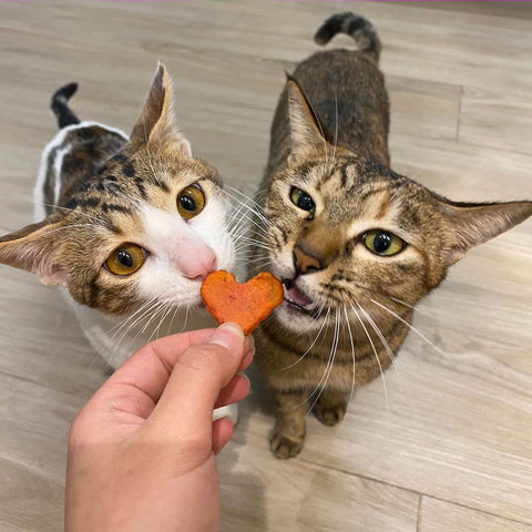 Person giving a treat in the form of a heart to the cats