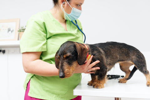 Pet doctor examining a dachshund breed dog dog