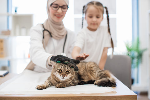 A veterinarian doctor checking a cat with the owner