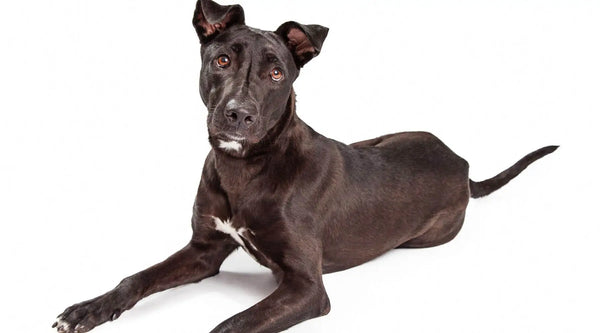 pitbull-lab-mix