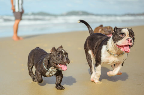 Pitbull dogs are walking on the beach.