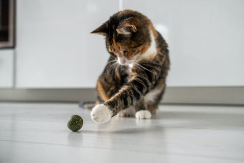 Verspieltes, flauschiges Kätzchen zieht Pfote in Richtung Spielzeug-Katzenminze.