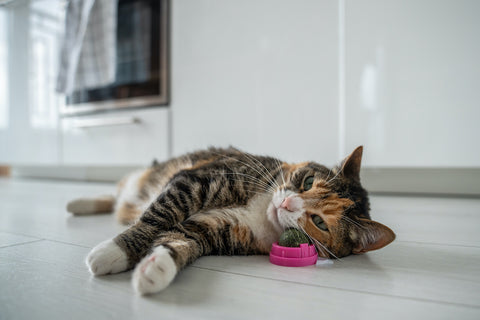 Pleased calm cat enjoy with catnip ball toy lying on kitchen floor.