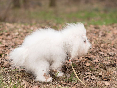 pooping dog