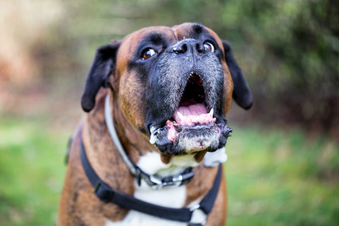 Porträt eines großen Boxerhundes