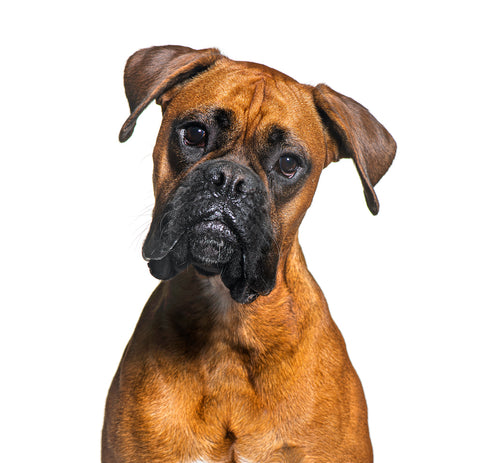 Porträt eines Boxerhundes, isoliert auf Weiß