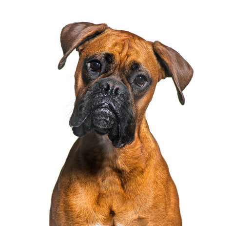 Portrait of a Boxer dog, isolated on white