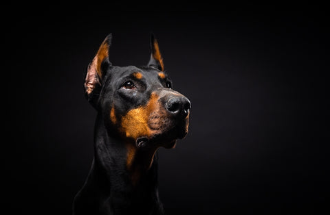 Porträt eines Dobermann-Hundes auf isoliertem schwarzem Hintergrund.