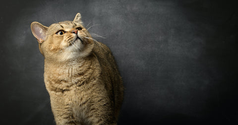 Porträt einer grauen schottischen Katze auf schwarzem Hintergrund