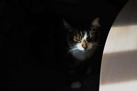 Portrait of a nice sad cat in the bright sunny light on the dark background near the table.