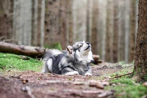 Porträt eines jungen finnischen Lapphund-Hundes, der im Wald liegt und heult