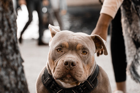 Portrait of an unusual Pitbull