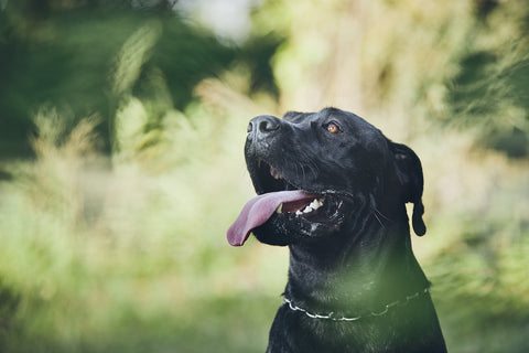 Portrait of cane corso dog