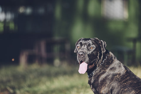 Porträt des Hundes Cane Corso