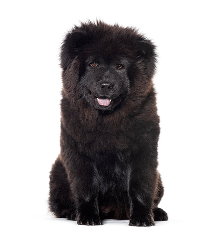 puppy Six months old black Chow-chow dog facing at the camera