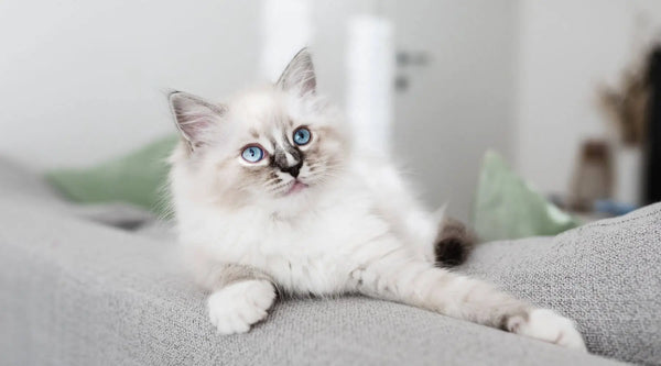 Ragdoll cat breed
