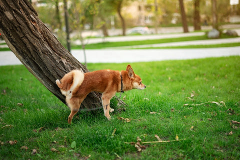 Red dog peeing on a tree in the autumn park.
