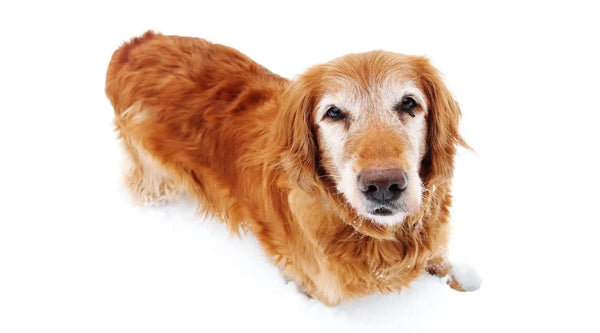Red Golden Retriever