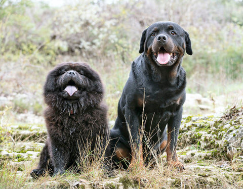 rottweiler and chow chow looking into lens side by side