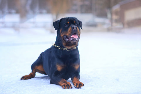 Rottweiler dog stands on the road in winter on a frosty evening.