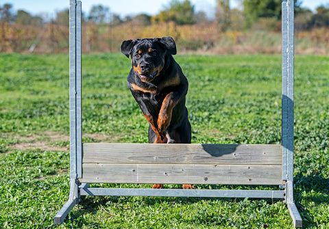 A Rottweiler dog training for jumping