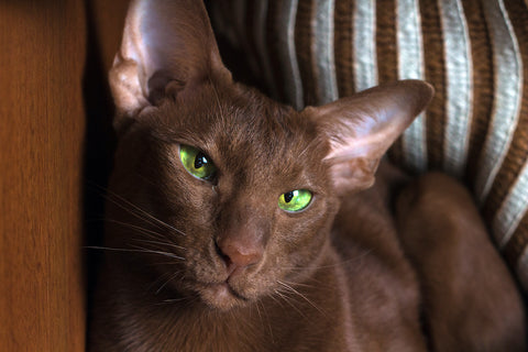 Satisfied oriental breed cat close-up.