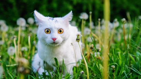 a confused white cat in the grass