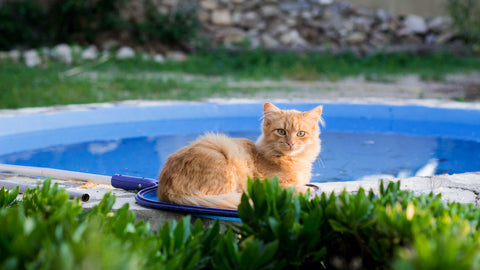 kittens swimming