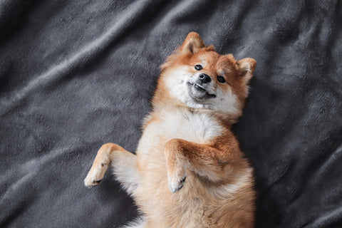 Shiba inu dog lies on the bed and smiles.