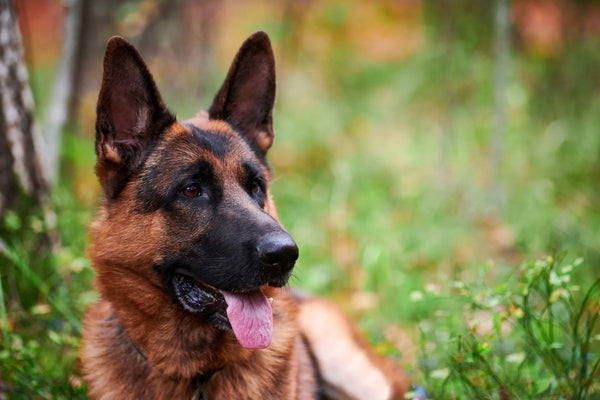 The History Of The Shiloh Shepherd Dog.Let's Learn More!