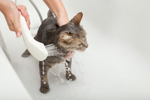 Showering the cat