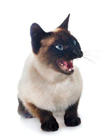 Why Do Cats Growl? The Reason for the Grrr and How to Respond