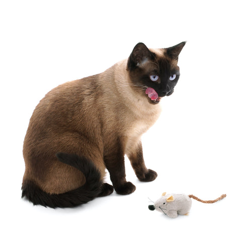 Siamese cat with toy mouse