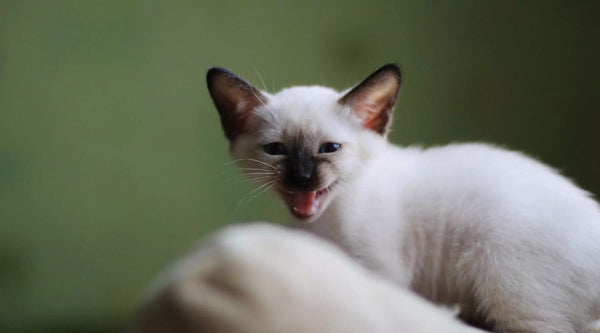 Siamese kitten care 2025