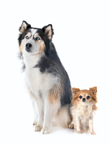 Siberian husky and chihuahua in studio