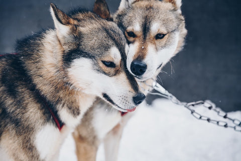 Siberian Husky dogs in snow winter forest in Finland