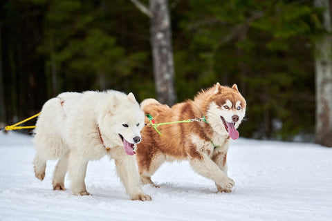 Siberian husky sled dog running