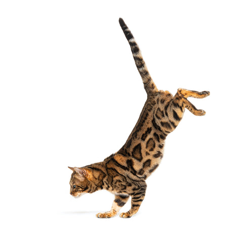 Side view of a Bengal cat jumping down