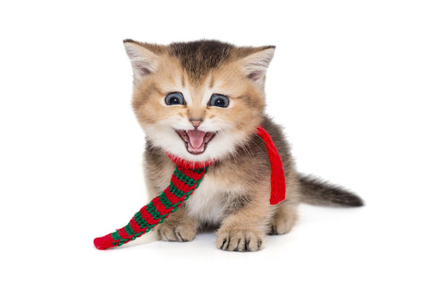 Kleines schottisches Kätzchen mit rotem Schal miaut laut