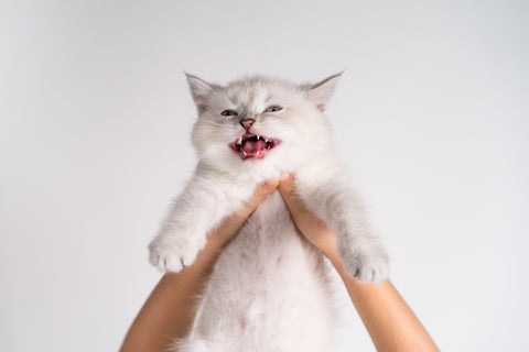 Small white meowing kitten on a light background in hands