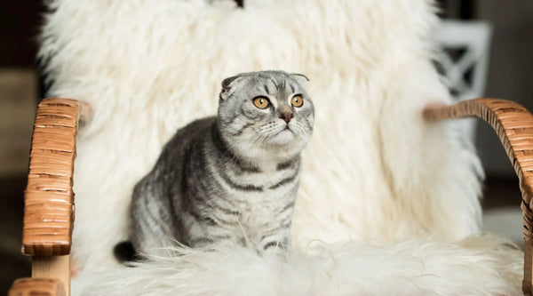 tabby breed cat